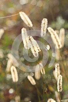 Wild yellow grass on green background