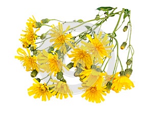 Wild yellow hawksbeard flowers bouquet