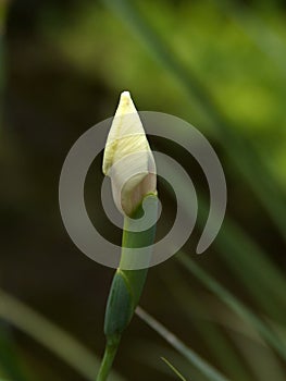 Wild Yellow Iris Bud