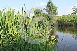 Wild yellow iris flowers