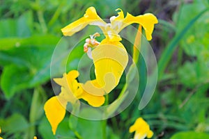 Wild yellow iris flowers