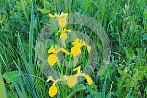Wild yellow iris flowers