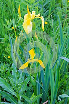 Wild yellow iris flowers