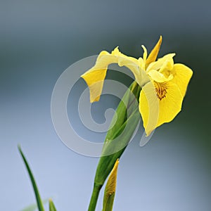 Wild Yellow Iris (Yellow Flag )