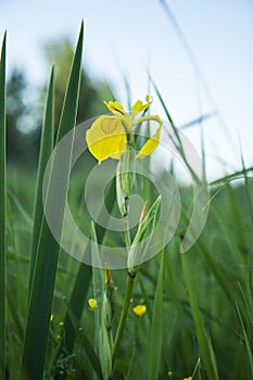 Wild yellow irises on a green meadow. Water spring flowers.