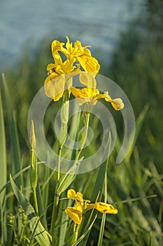 Wild yellow irises on a green meadow. Water spring flowers.