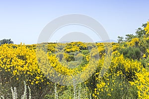 wild yellow jasmine bush flowers