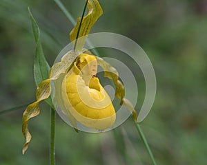 Wild Yellow Lady`s Slipper Cypripedium parviflorum photo