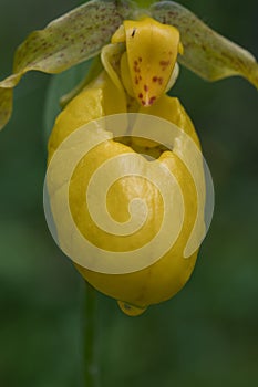 Wild Yellow Lady`s Slipper Cypripedium parviflorum photo