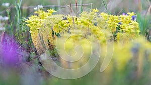 Wild yellow little plants