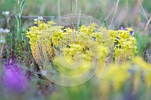 Wild yellow little plants close up