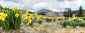 Wild yellow Narcissus on the mountain meadow and Bukovec hill on background. Jizerka village, Jizera Mounains, Czech