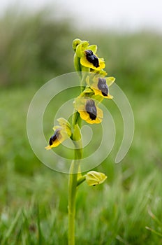 Wild Yellow Ophrys - Ophrys lutea