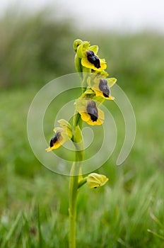 Wild Yellow Ophrys - Ophrys lutea photo