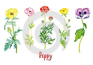 Wild yellow, pink, red and purple poppy flowers collection isolated on white hand painted watercolor illustration