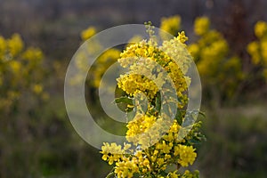 Wild yellow plant of the Oregon Grape Holly