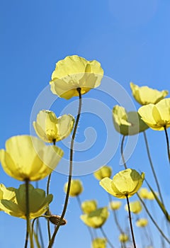 Wild yellow poppies against the blue sky