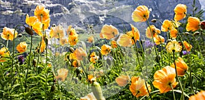 Wild yellow poppy flowers facing the sunlight in alpine valley, Poppy Flowers prosper in warm, dry climates, but withstand frost.