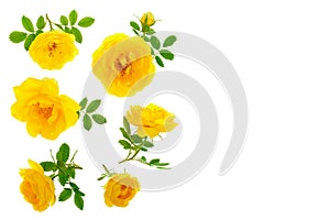 Wild yellow rose blooming flower isolated on a white background with copy space for your text. Top view. Flat lay