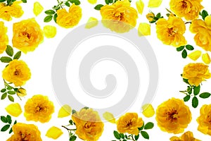 Wild yellow rose blooming flower isolated on a white background with copy space for your text. Top view. Flat lay