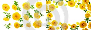 wild yellow rose blooming flower isolated on a white background. Top view. Flat lay pattern