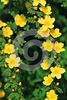 Wild yellow rose flowers in spring