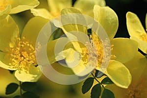 Wild yellow rose flowers in spring