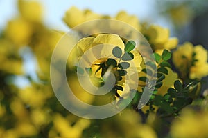 Wild yellow rose flowers in spring