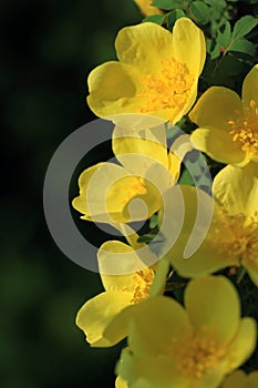 Wild yellow rose flowers in spring