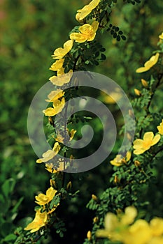 Wild yellow rose flowers in spring