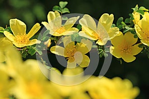 Wild yellow rose flowers in spring