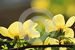 Wild yellow rose flowers in spring