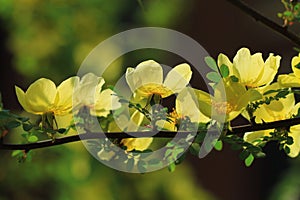 Wild yellow rose flowers in spring