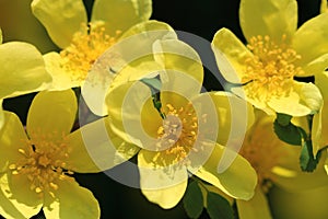 Wild yellow rose flowers in spring