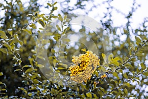 Wild yellow round fruit with the shape of berries hanging on a tree on a London street, United Kingdom