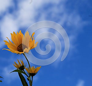 wild yellow sunflowers against blue sky, growing tall (stand up, be strong)