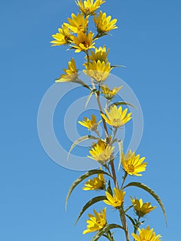 Wild Yellow Sunflowers Blue Sky