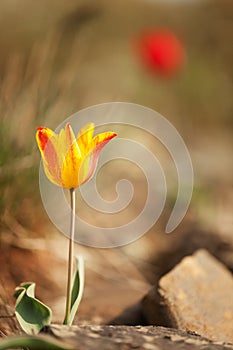 Wild yellow tulip flower