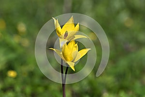 Wild yellow tulips closeup on grass background