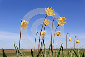Wild yellow tulips on meadow