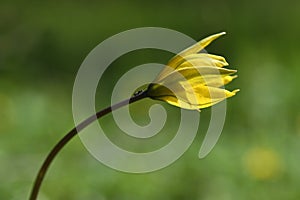 Wild yellow tulips closeup