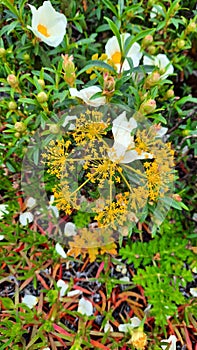 Wild Yellow and White Flowers, Field Flora, Natural Colors, Nature Beauty, Spherical Details