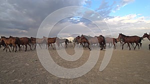 Wild Yilki horses in countryside, Kayseri, Turkey