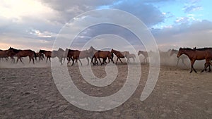 Wild Yilki horses in countryside, Kayseri, Turkey