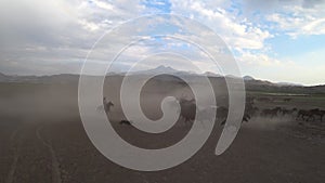 Wild Yilki horses in countryside, Kayseri, Turkey