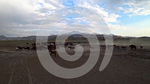 Wild Yilki horses in countryside, Kayseri, Turkey