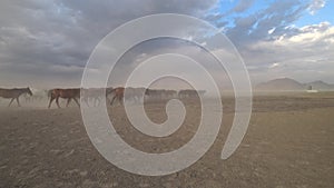 Wild Yilki horses in countryside, Kayseri, Turkey