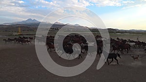 Wild Yilki horses and a horseman in countryside in Kayseri, Turkey