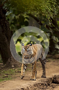 Wild young adult royal bengal male tiger or panthera tigris tigris head on walking portrait in natural green background at