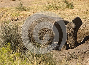 Wild young, african elephant playing in mud, Kruger National park, South Africa